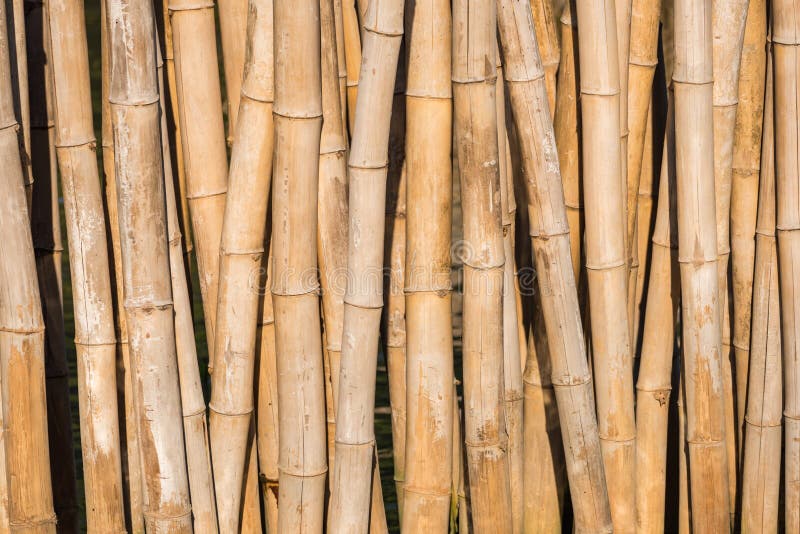 Bamboo Barrier For Protect The Forest Stock Photo Image of backdrop