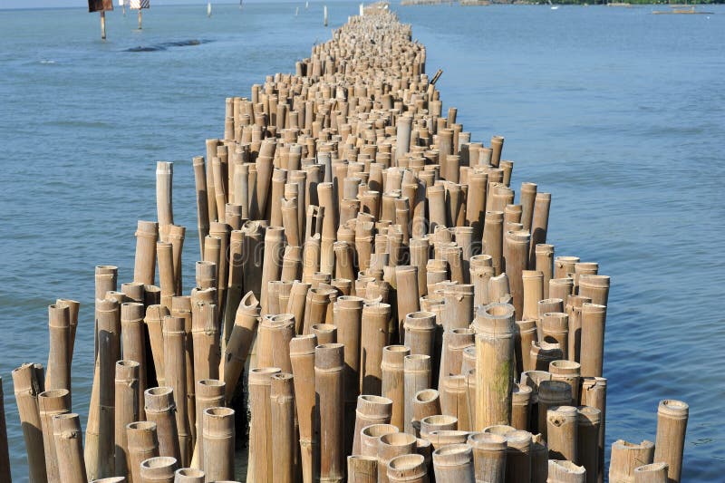 Bamboo Barrier To Protect the Coast Stock Image Image of water, line