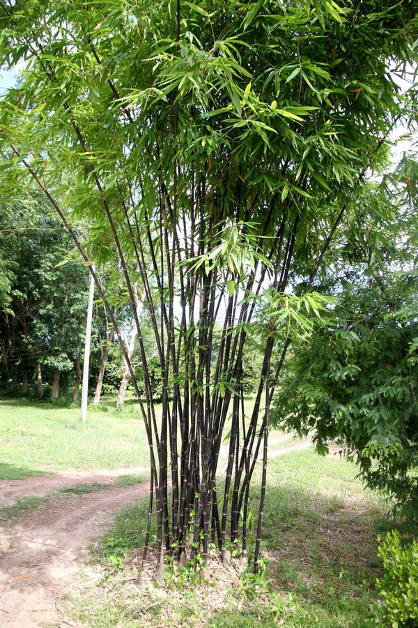 Bamboo in Black Vase stock photo. Image of curly, decoration 65462
