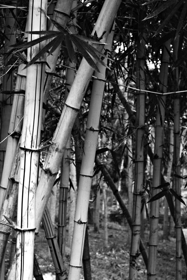 Bamboo in Black and White stock photo. Image of ominous - 13475438