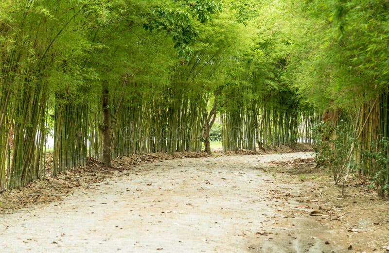 Walkway of bamboo road stock photo. Image of garden 125093654