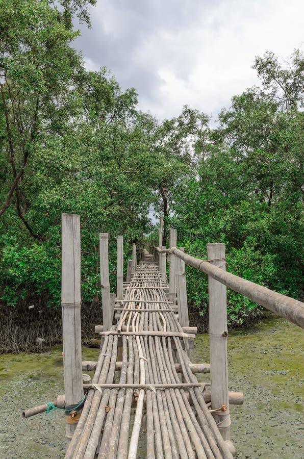 Bamboo bridge stock image. Image of pathway, walk, nature 78811923