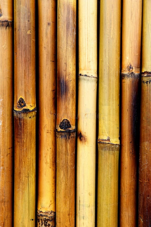 The Burnt Bamboo in the Forest after Wildfire Stock Image Image of