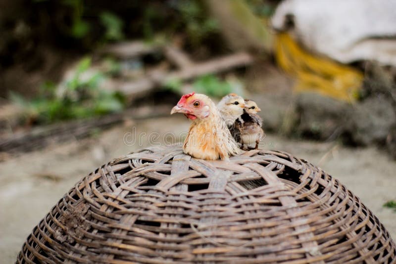 Bamboo Caged Poultry Hen with Her Chickens Stock Image Image of