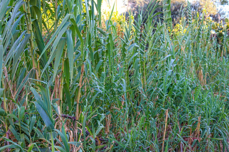 Bamboo canes stock photo. Image of isolated, close, cane - 2161322