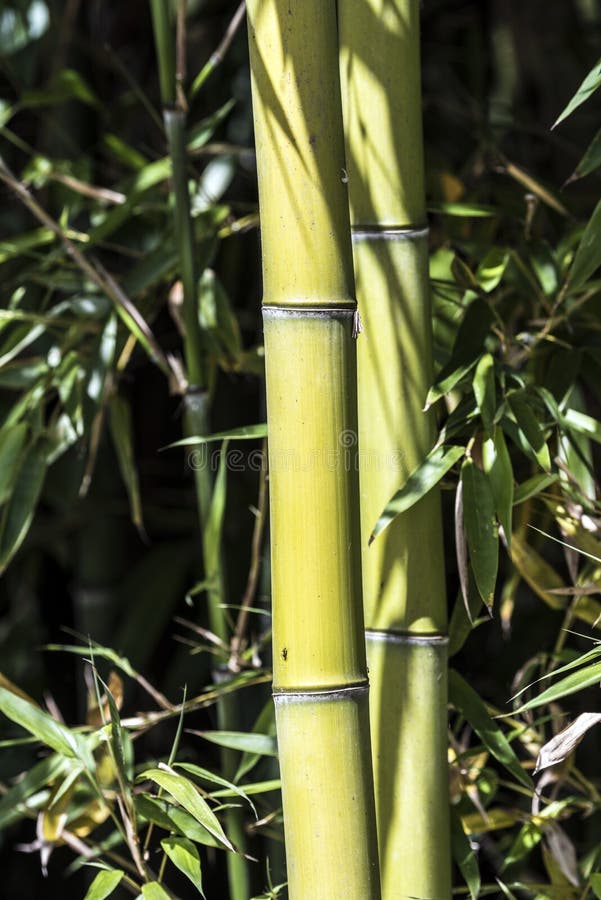 Green bamboo canes group 3 stock photo. Image of canes 73466502