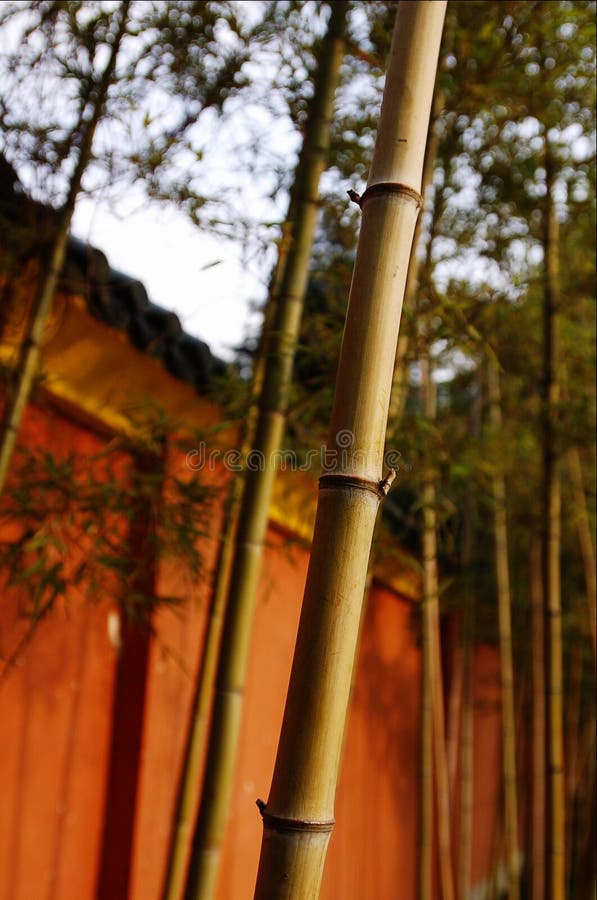 Bamboo and China old style wall