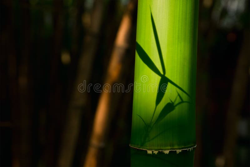 Bamboo close up in bamboo grove