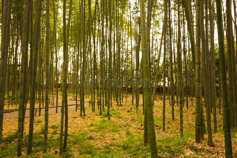 Bamboo Farm Enchanting Forest for Tourist To Enjoy the Pathways of the Bamboo Forest Stock Image