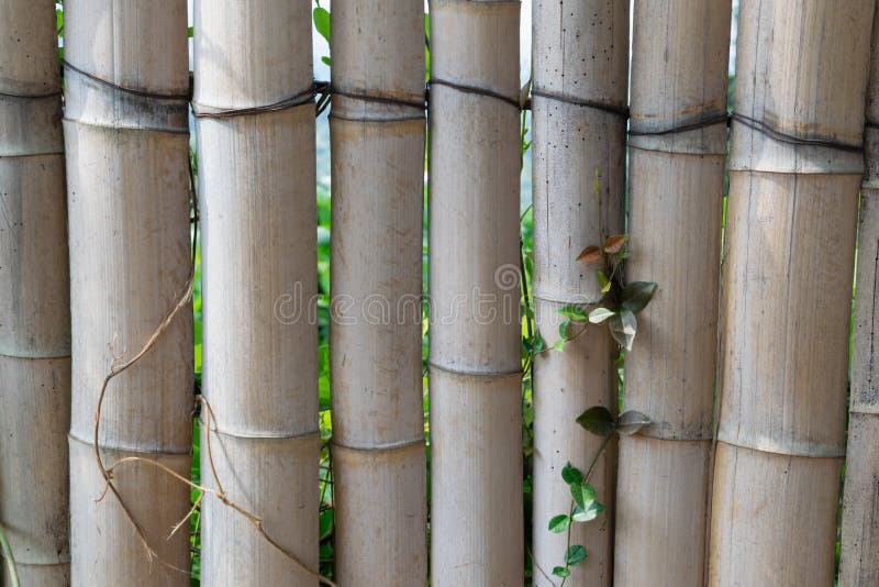 Homemade Bamboo Fence, Backgrounds and Textures. Stock Photo Image of