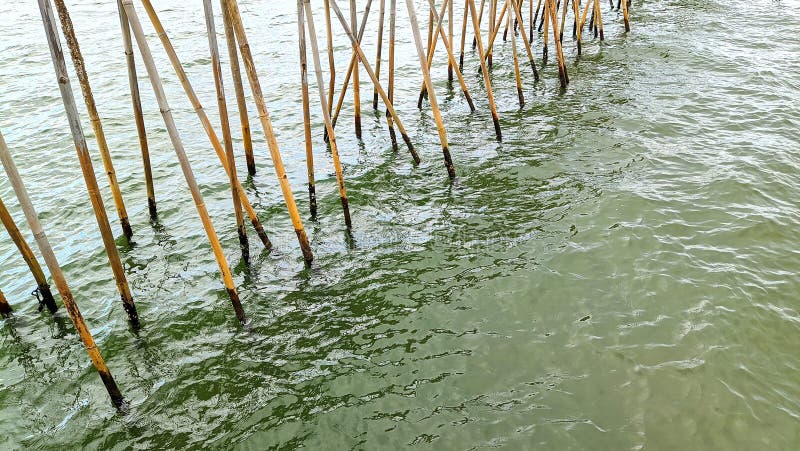 Bamboo fence posts over calm sea water stock images