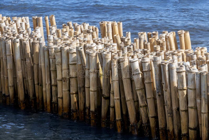 Bamboo fence wall is breakwater for protecting the shore and mangrove forest from wave erosion and storm in sea. Tranquil idyllic