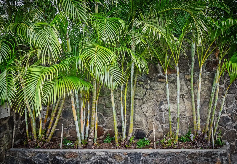 Bamboo in the flower bed stock photo. Image of travel 99577532