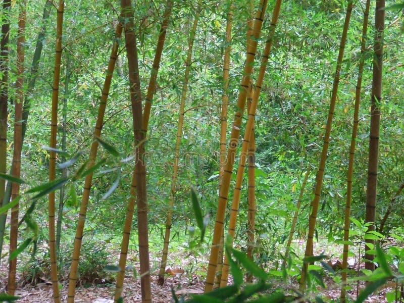 Bamboo Forest stock image Bamboo Forest stock image