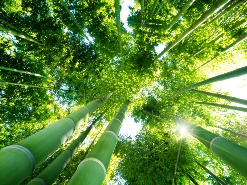 Nízký úhel pohledu zelené rákosí v bamboo lesa.