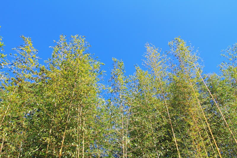 Bamboo forest