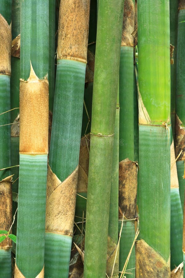 Bamboo shoot stock image. Image of home, thailand, shoot 63460321