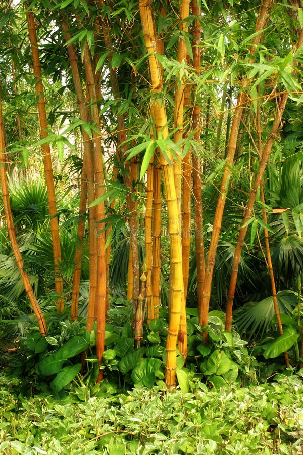 Borde de bambú Bosque en México.