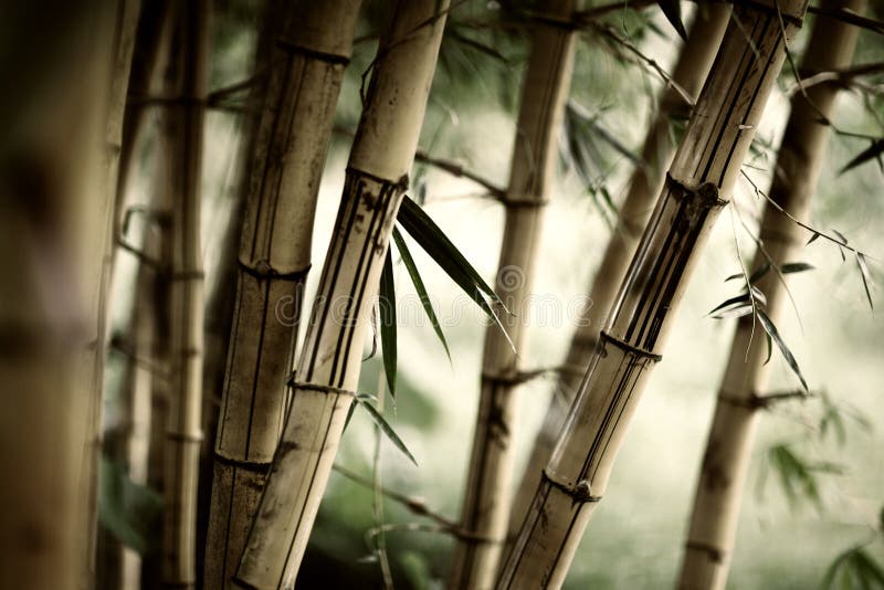 Bamboo forest