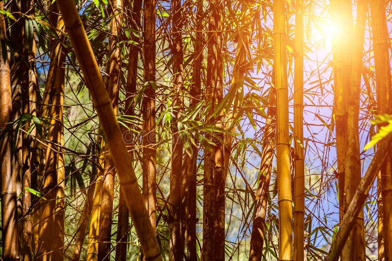 Bamboo forest against the blue sky. Texture of nature. The light of the sun through the trunks and leaves