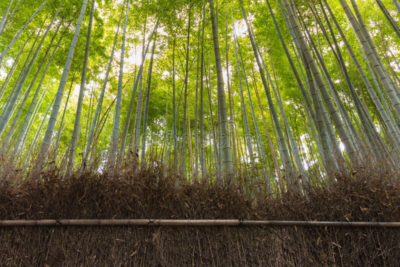 Bamboo Forest, Bamboo Grove Stock Photo Image of landscape, leaf 83748906