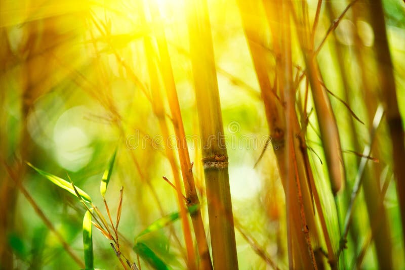 Bamboo forest. Growing bamboo over blurred background royalty free stock image Bamboo forest. Growing bamboo over blurred background royalty free stock image