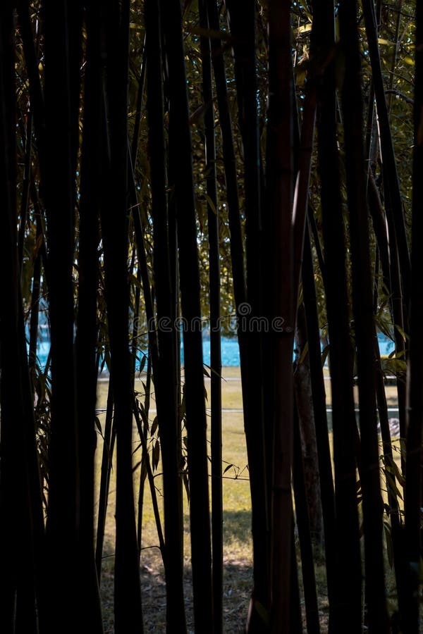 Bamboo forest, matte filtered stock photography