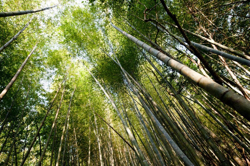 Pond in Japan stock photo. Image of deep, nature, japan - 182546932