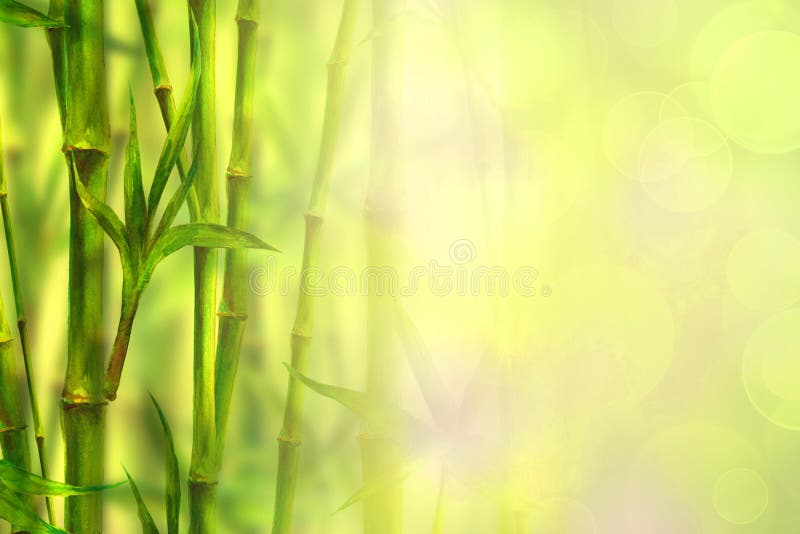 Close Up Bamboo Forest