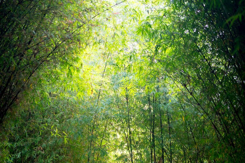 Bamboo Forest with Sunlight Stock Photo Image of leaf, national
