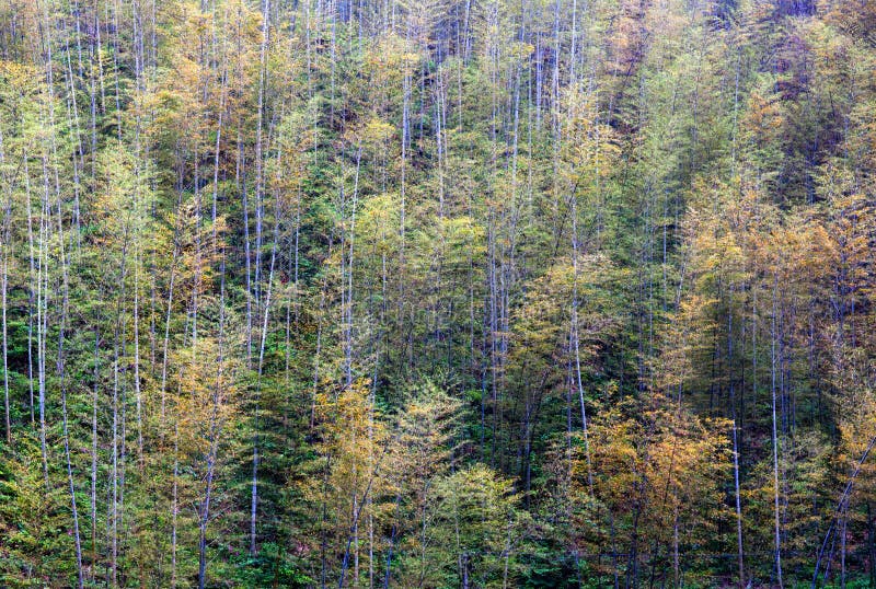 Bamboo Forest Trees stock photos Bamboo Forest Trees stock photos