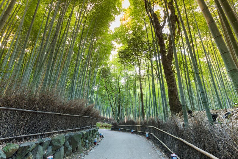 Bamboo Forest Walking Way in Kyoto Stock Image Image of gardening, flora 85005889