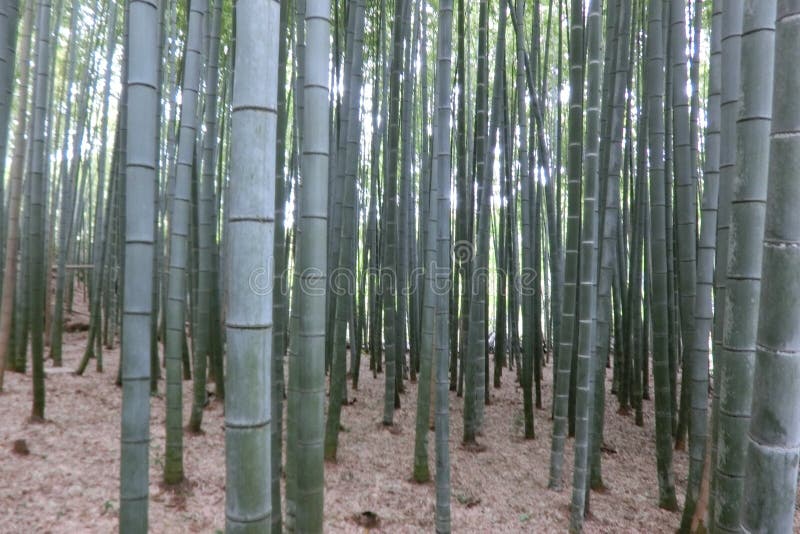 Bamboo forests at Kyoto Japan stock images