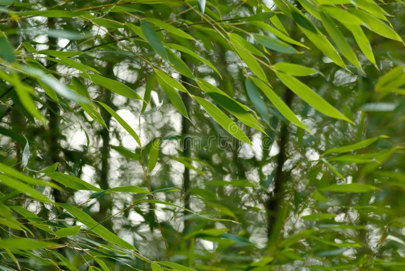 Bamboo garden stock images