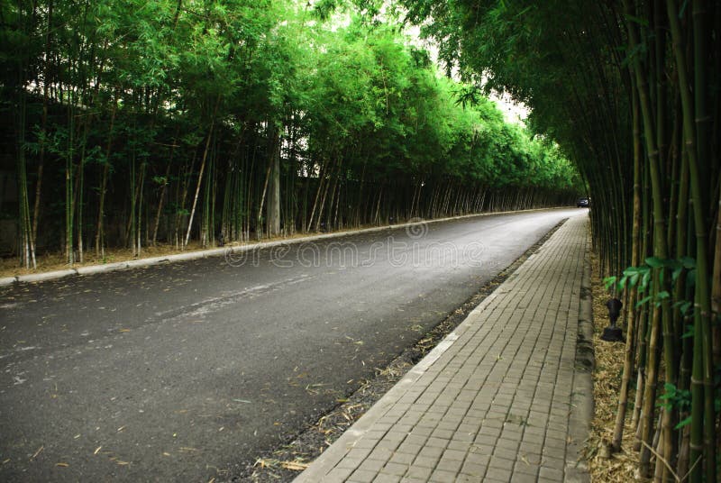 Bamboo Garden Picture. Image 15064028