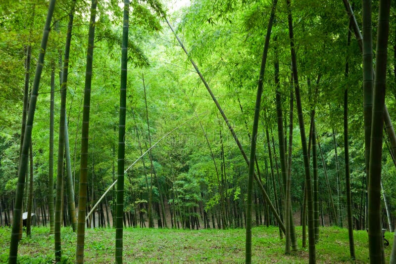 Bamboo Garden stock photo. Image of asian, contrast, green 19730112
