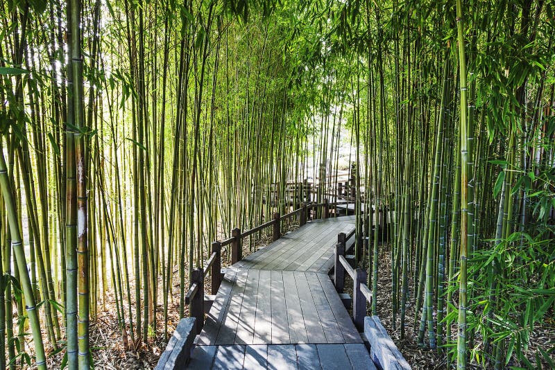 Bamboo Garden stock photo. Image of relaxation, beauty 30208166