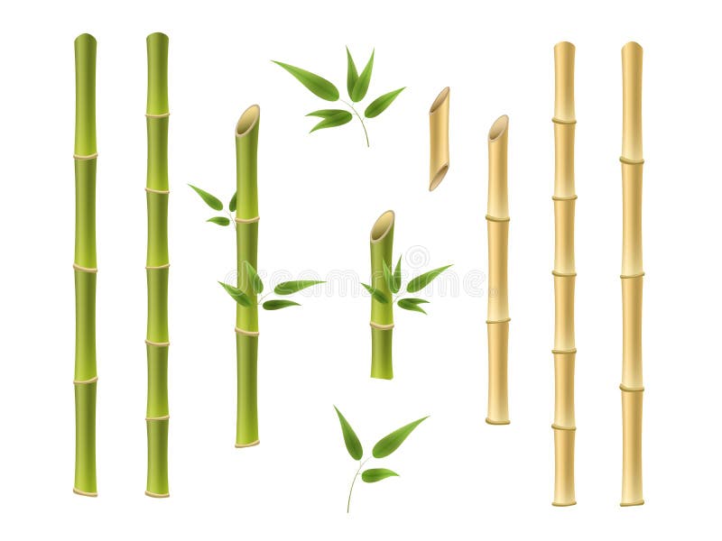 Realistic Bamboo Stick Brown And Green Tree Branch And Stems With Leaves  Isolated Decorative Closeup Elements East Forest Trees Exotic Botanical  Decor Eco Material Vector 3d Set Stock Illustration - Download Image