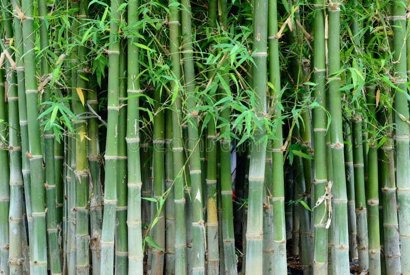 Bamboo .Green Nature Background Stock Photo - Image of bind, wood: 54235958