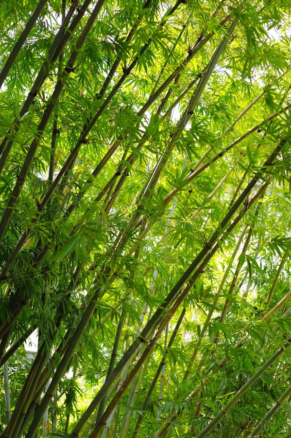 Bamboo Grove stock photo. Image of branch, climate, chinese 4666346