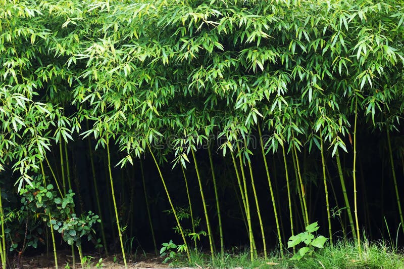 Bamboo grove