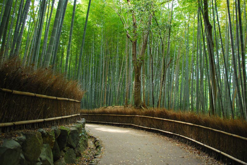 Bamboo grove