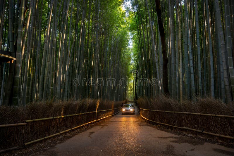 Bamboo Grove in Adashino Nenbutsuji Temple, Tokyo Stock Photo Image