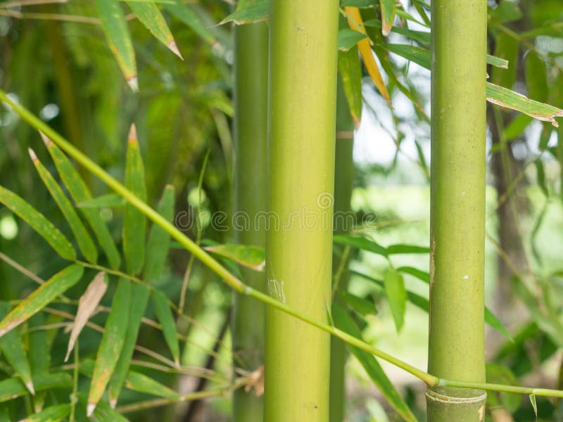 Bamboo Grove, Bamboo Forest Stock Image Image of leaf, branch 109338017