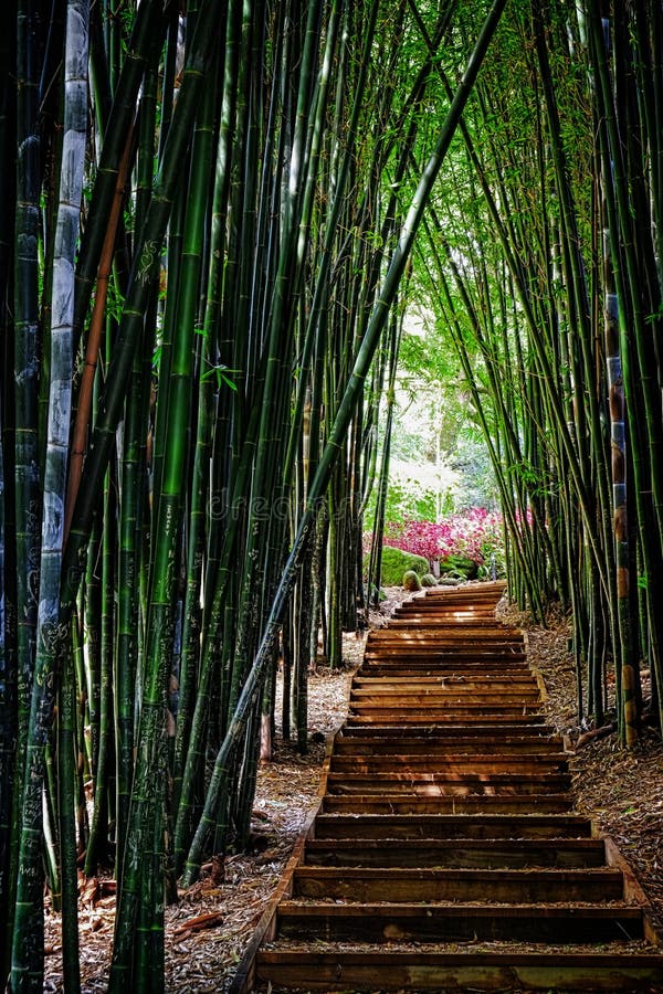 Bamboo Grove Stock Photo Image 52617962
