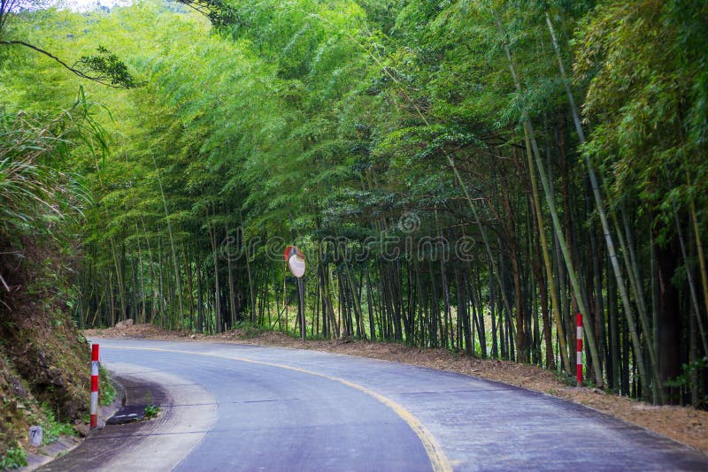 Bamboo Curved Road Stock Photos Free & RoyaltyFree Stock Photos from