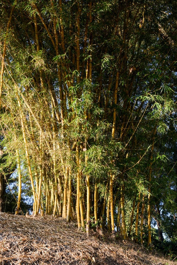 Bamboo grove stock photo. Image of environment, forest 44955418