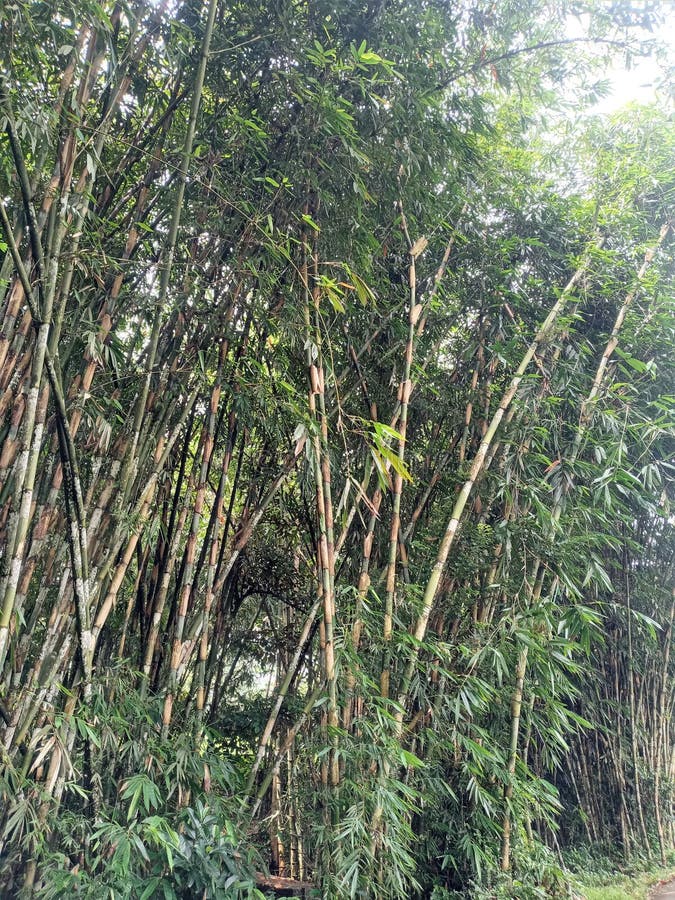Bamboo Indonesia type stock photo. Image of flower, tree 262784516
