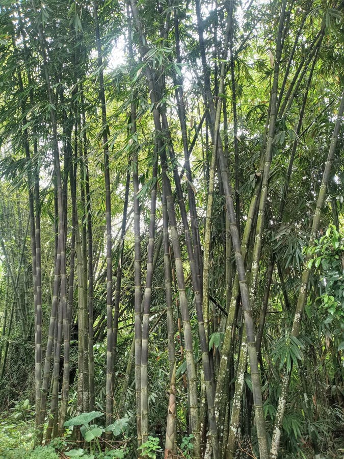 Bamboo Indonesia type stock photo. Image of branch, vegetation 262784592