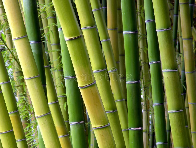 Botanical Bamboo Jungle stock photo. Image of natural 50826566